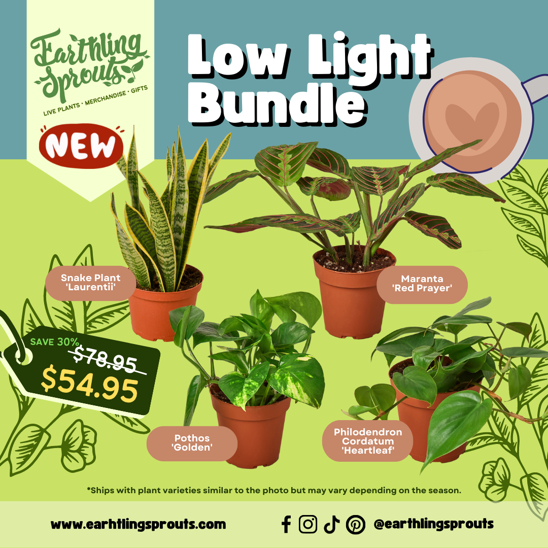 earthling sprouts, variety bundle, snake plant, pothos, plant bundle, Philodendron Cordatum Heartleaf, maranta red prayer, maranta, low light plants, low light bundle, laurentii, golden pothos, bundles