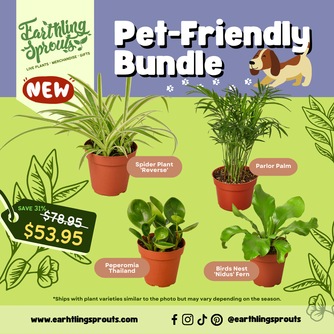 earthling sprouts, fern, nidus, birds nest nidus fern, birds nest, peperomia thailand, peperomia, parlor palm, spider plant reverse, Spider Plant, variety bundle, plant bundle, bundles, pet friendly bundle, pet friendly