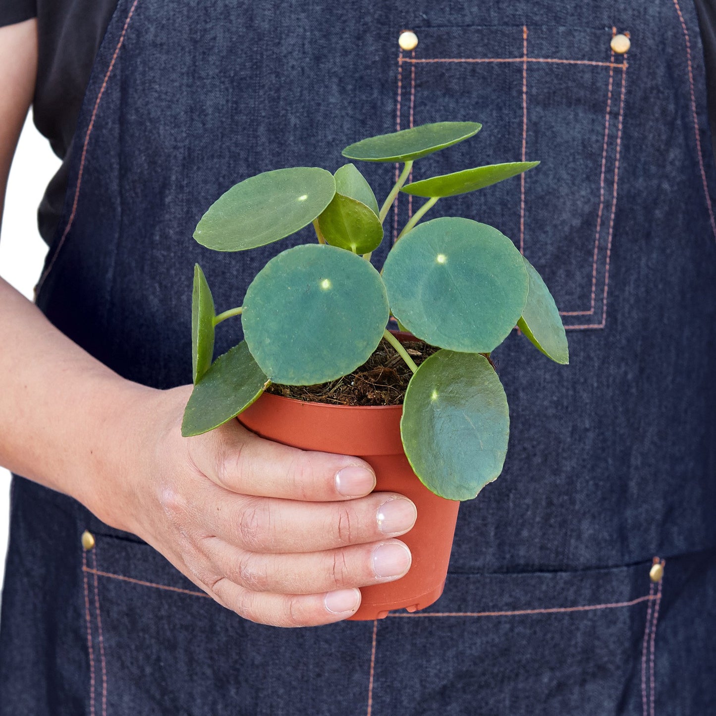 earthling sprouts, chinese money plant, Pilea peperomioides, Friendship plant, pet friendly plant, easy care plant