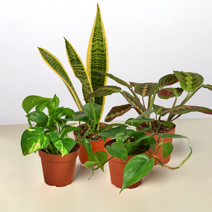 earthling sprouts, variety bundle, snake plant, pothos, plant bundle, Philodendron Cordatum Heartleaf, maranta red prayer, maranta, low light plants, low light bundle, laurentii, golden pothos, bundles